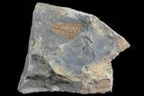 Ordovician Soft-Bodied Fossil (Duslia?) - Morocco #80260-1